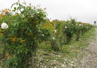 Congresso Europeo Bordeaux Francia