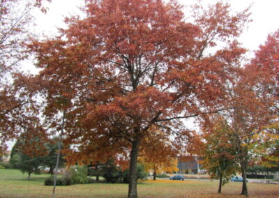 Congresso Europeo Bordeaux Francia